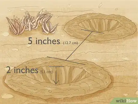 Image intitulée Plant and Care for a Ranunculus Step 3