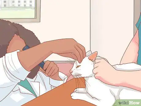 Image intitulée Treat a Cat with a Stuffy Nose Step 7