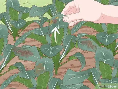 Image intitulée Grow Kale Step 18