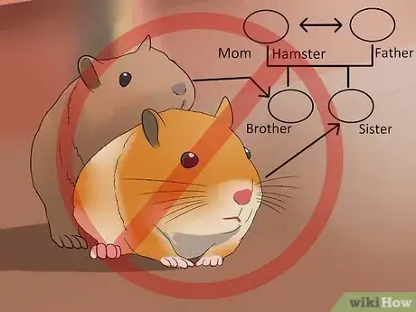 Image intitulée Breed Syrian Hamsters Step 3