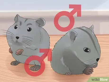 Image intitulée Care for Chinese Dwarf Hamsters Step 1