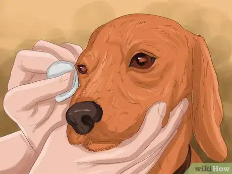 Image intitulée Treat Dog Eye Infection Step 4