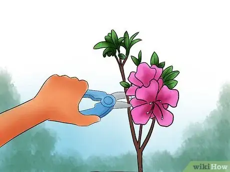 Image intitulée Care for Azaleas Step 10