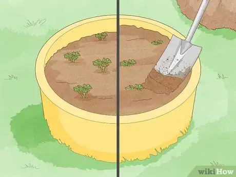 Image intitulée Grow Potatoes from Potatoes Step 12