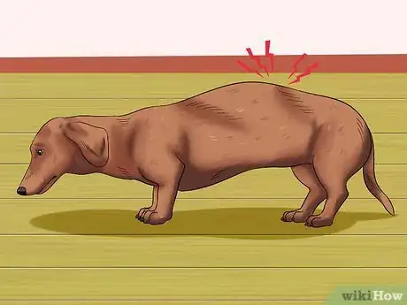 Image intitulée Diagnose Back Problems in Dachshunds Step 1