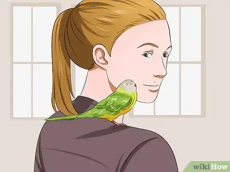 Image intitulée Tell if Your Pet Budgie Likes You Step 1