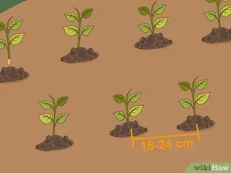 Image intitulée Grow Hot Peppers Step 12