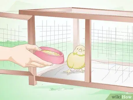Image intitulée Care for a Chick Step 8