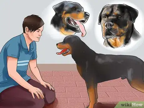 Image intitulée Train a Rottweiler Step 2