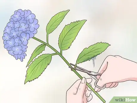 Image intitulée Cut Hydrangea Blooms Step 6