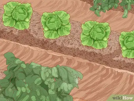 Image intitulée Grow Vegetables Step 17