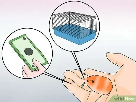 Image intitulée Breed Syrian Hamsters Step 1