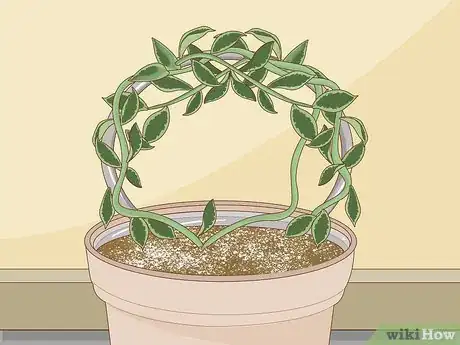 Image intitulée Care for a Hoya Plant Step 10