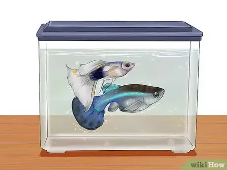 Image intitulée Find Out if Your Guppy Is Pregnant Step 8