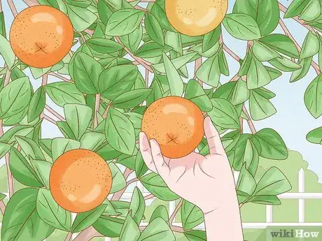 Image intitulée Grow an Orange Tree Step 22