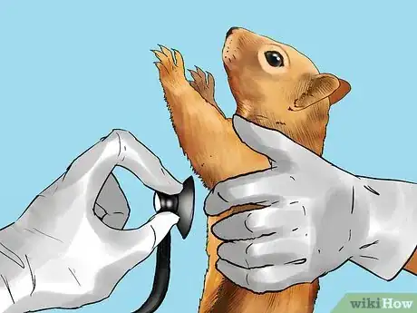 Image intitulée Keep a Pet Squirrel Step 17