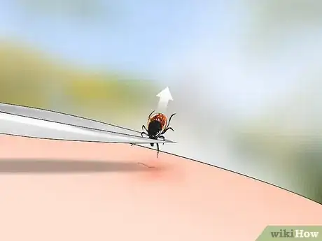 Image intitulée Identify a Deer Tick Step 1