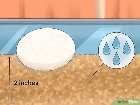 Image intitulée Take Care of Lizard Eggs Step 9