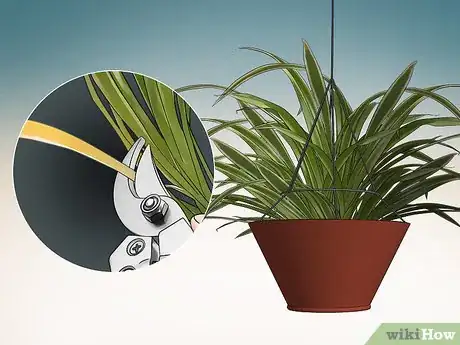 Image intitulée Prune a Spider Plant Step 2