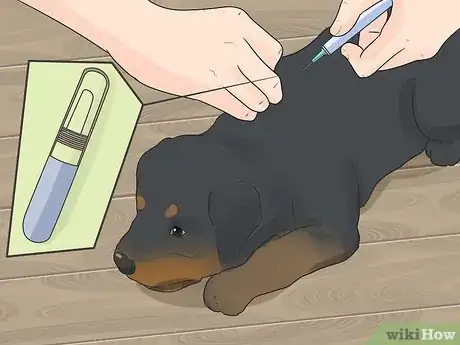 Image intitulée Care for a Rottweiler Puppy Step 5