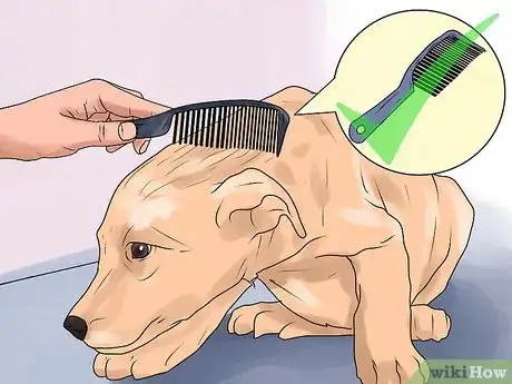 Image intitulée Rid Your Pet of Fleas Step 12