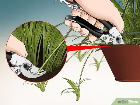 Image intitulée Prune a Spider Plant Step 7