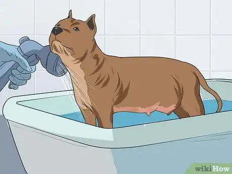 Image intitulée Bathe a Pregnant Dog Step 9