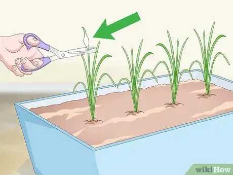 Image intitulée Grow Garlic Indoors in a Pot Step 13