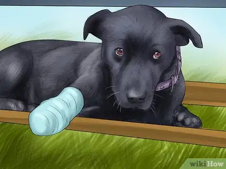Image intitulée Carry an Injured Dog Step 9