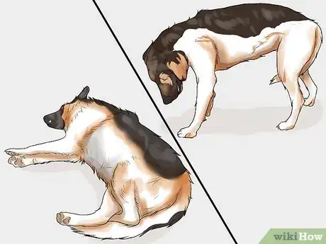 Image intitulée Spot Signs of Muscle Loss in Dogs Step 10