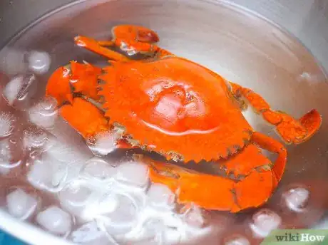 Image intitulée Prepare Crabs Step 5