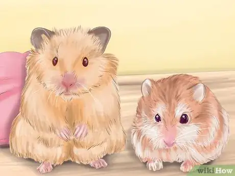 Image intitulée Care for Roborovski Hamsters Step 13