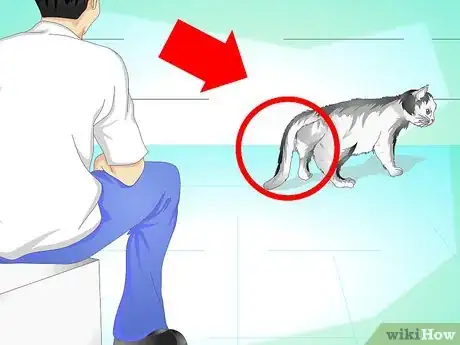 Image intitulée Treat a Cat's Broken Tail Step 1