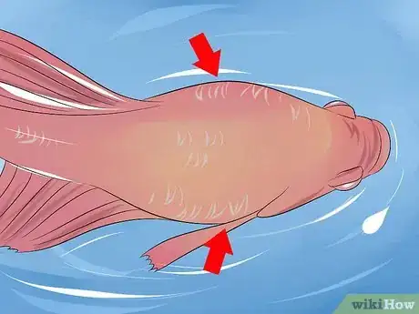 Image intitulée Save a Dying Betta Fish Step 11