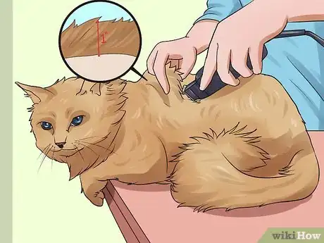 Image intitulée Shave a Cat Step 16