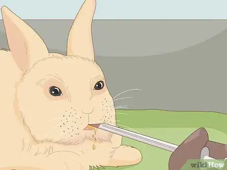 Image intitulée Care for Dwarf Rabbits Step 28