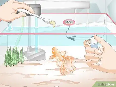 Image intitulée Cure Goldfish Dropsy Step 10
