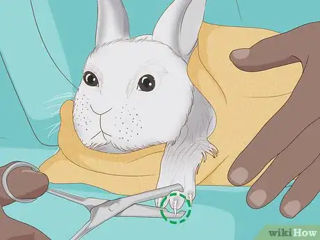 Image intitulée Care for Dwarf Rabbits Step 18