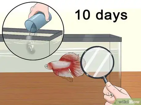 Image intitulée Treat Fish Diseases Step 12