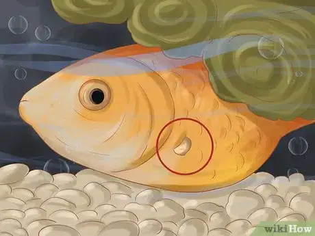 Image intitulée Keep Your Fish from Dying Step 11