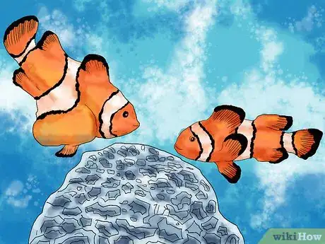 Image intitulée Breed Clownfish Step 7