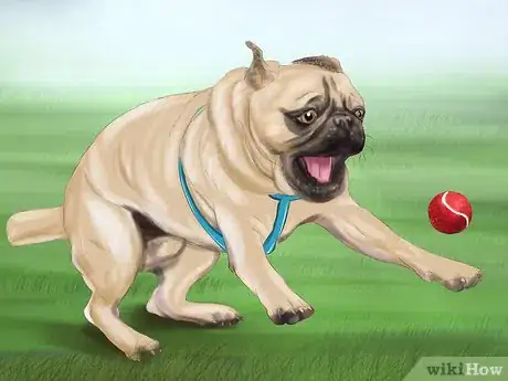 Image intitulée Live with a Pug Dog Step 7