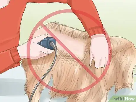 Image intitulée Trim the Coat of a Long Hair Dog Step 4