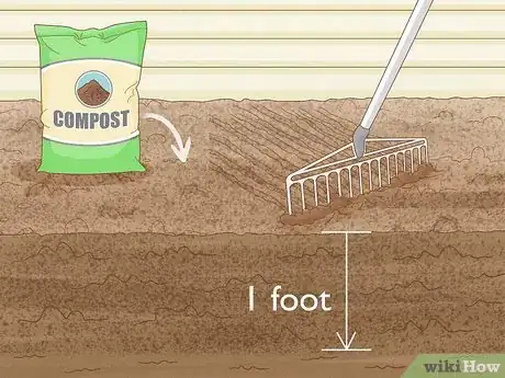 Image intitulée Grow Foxglove Step 5