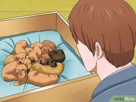Image intitulée Choose a Healthy Puppy Step 10