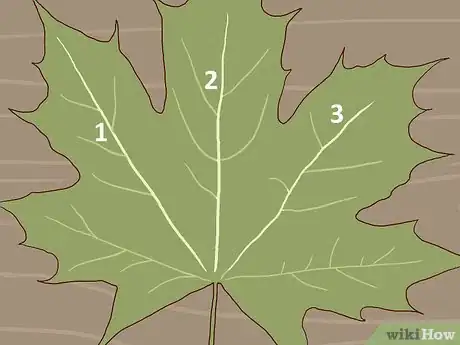Image intitulée Identify Sugar Maple Trees Step 6