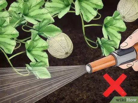 Image intitulée Grow Cantaloupe Step 12