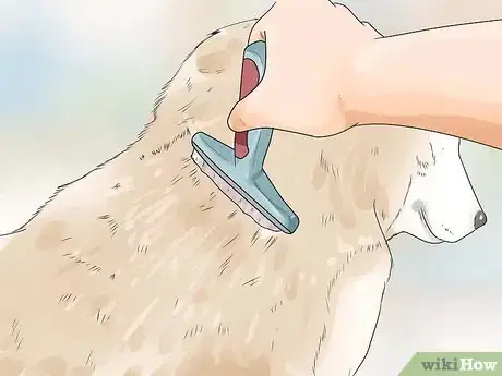 Image intitulée Take Care of an Alaskan Husky Step 5