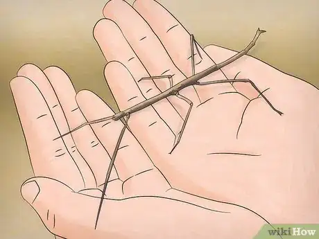 Image intitulée Take Care of Stick Bugs Step 8