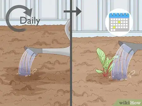 Image intitulée Grow Beetroot Step 6